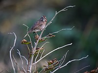 Галерея образцов Nikon Z 400mm F4.5 VR S