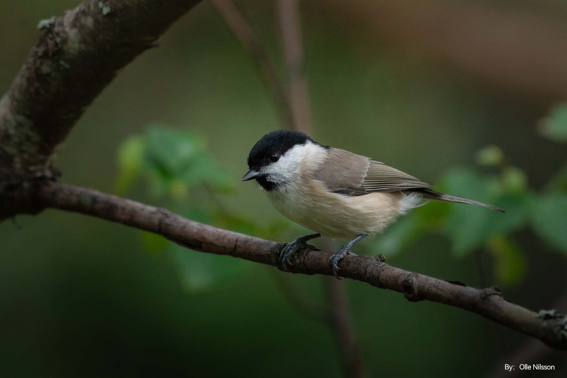 Olle Nilsson 2 - TTArtisans launches the RF 500mm f/6.3