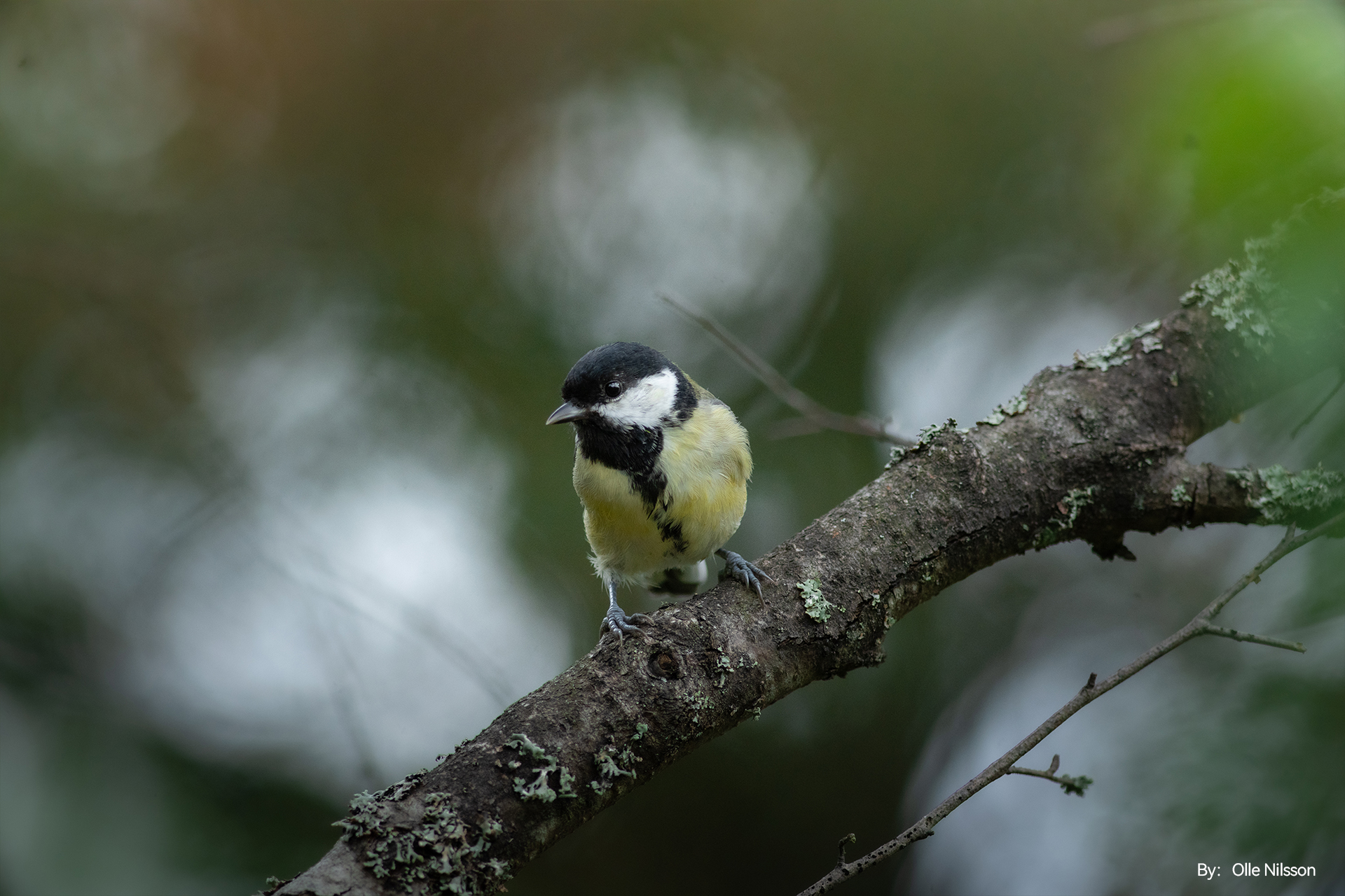 Olle Nilsson 1 - TTArtisans launches the RF 500mm f/6.3