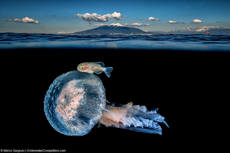 2023 DPG Masters Underwater Imaging Competition winners announced: Digital Photography Review 2023 DPG Masters Underwater Imaging Competition winners announced: Digital Photography Review