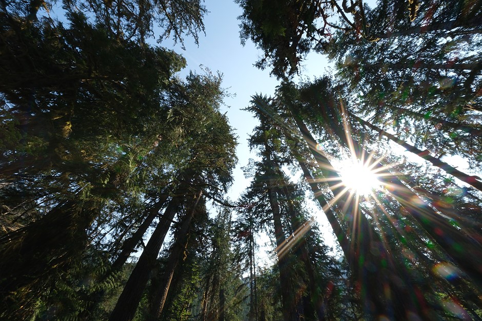 Галерея предсерийных образцов Fujifilm X-S20: Обзор цифровой фотографии