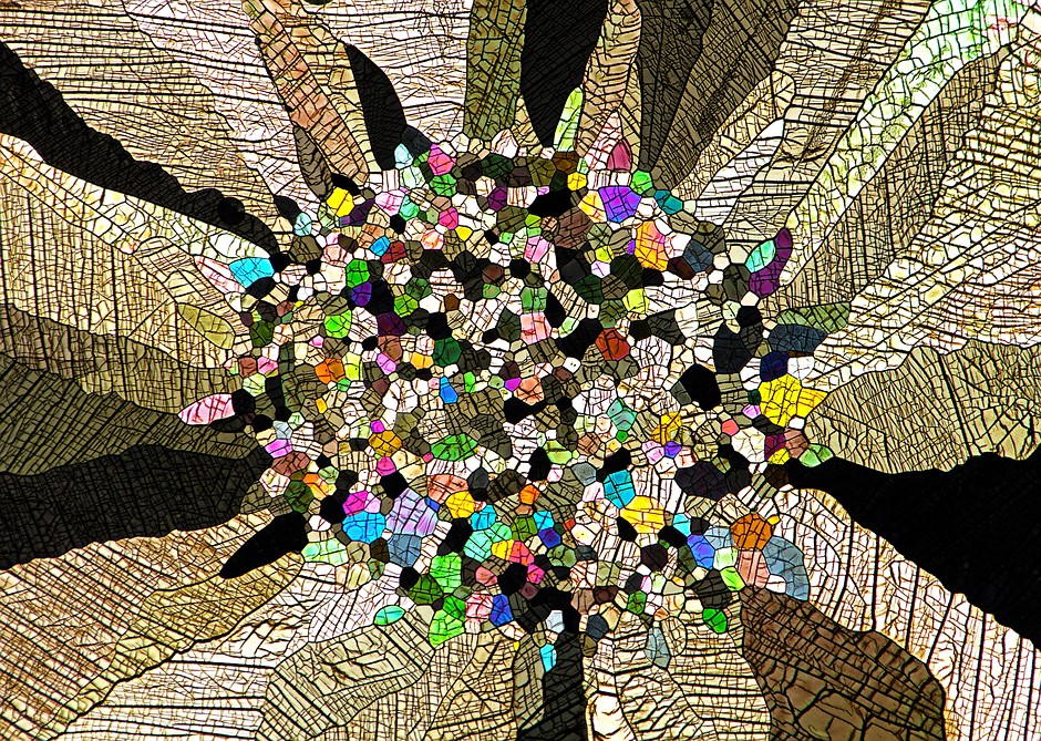 Slideshow: Winners of the 2023 Nikon Small World photomicroscopy competition: Digital Photography Review