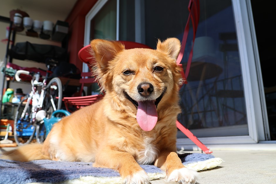 Неряшливые щенки, стрит-арт и закаты Сиэтла: обновление галереи Canon EOS R7: обзор цифровой фотографии Неряшливые щенки, стрит-арт и закаты Сиэтла: обновление галереи Canon EOS R7: обзор цифровой фотографии