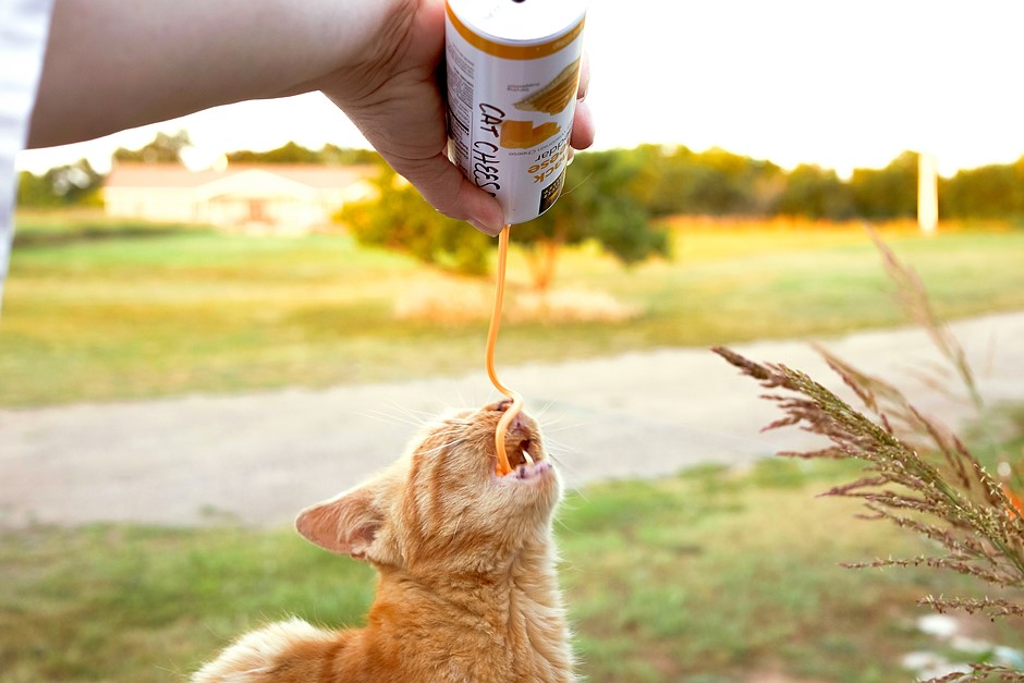 За фотографией: «Кошачий сыр» Тары Рэй: обзор цифровой фотографии За фотографией: «Кошачий сыр» Тары Рэй: обзор цифровой фотографии