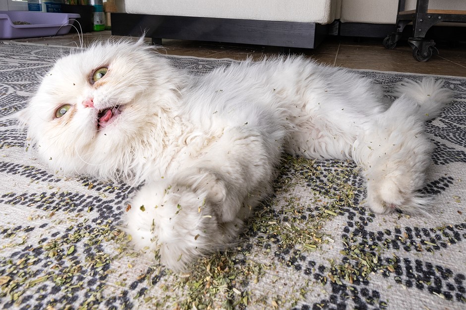 За фотографией: портреты кошачьей мяты Эндрю Марттилы: обзор цифровой фотографии За фотографией: портреты кошачьей мяты Эндрю Марттилы: обзор цифровой фотографии