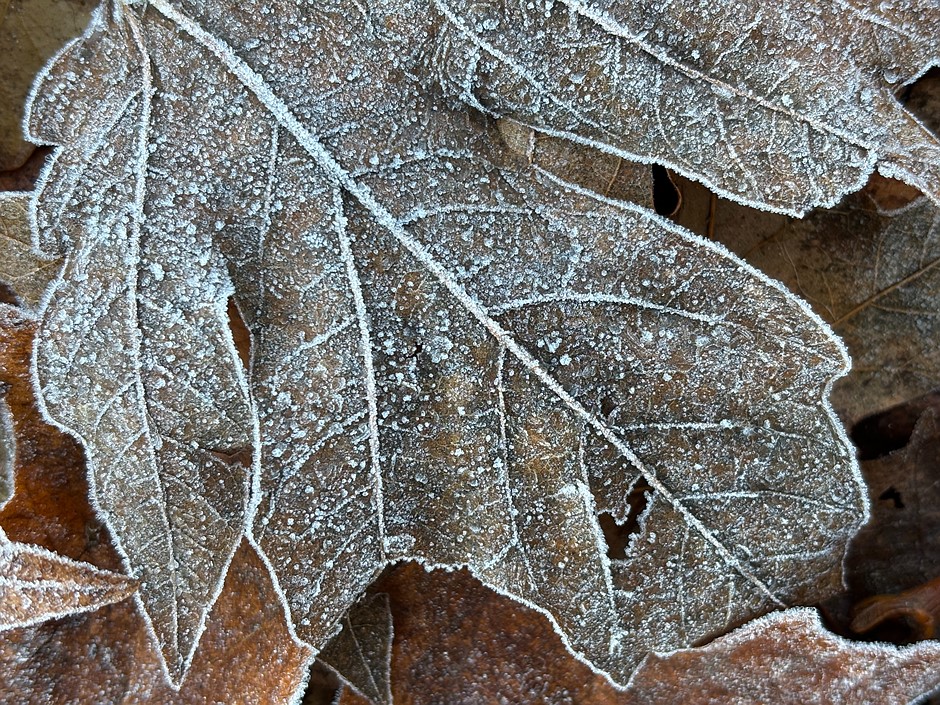iPhone 15 Plus sample gallery: Does resolution compensate for fewer photo options?: Digital Photography Review