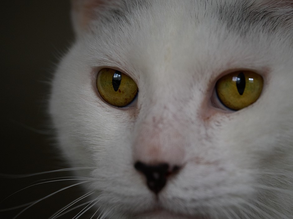 Галерея образцов OM System M. Zuiko 90mm F3.5 Macro: Обзор цифровой фотографии