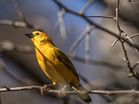 Sigma 60-600mm F4.5-6.3 Sport sample gallery